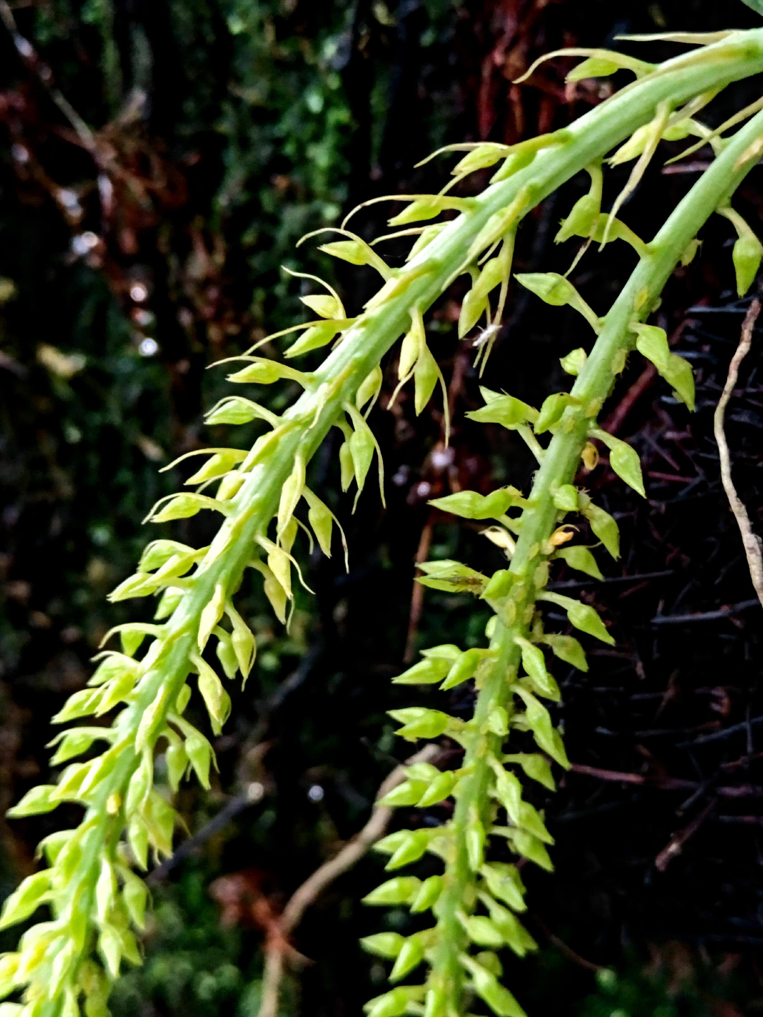 Epidendrum armeniacum