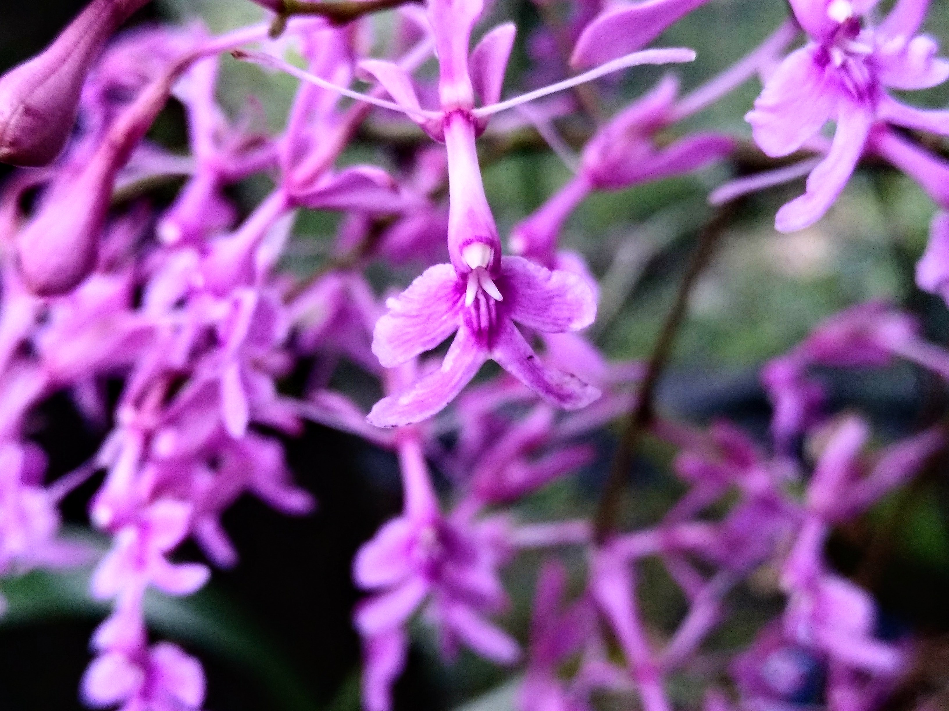Epidendrum secundum