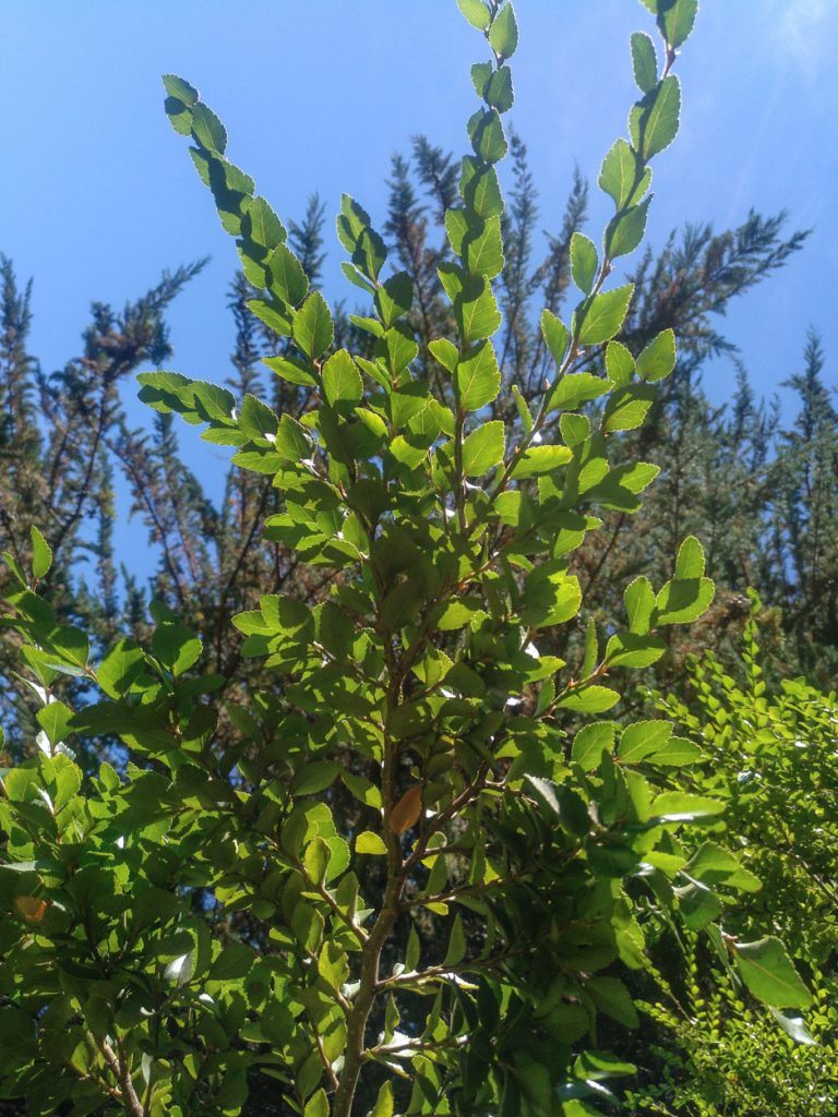 Nothofagus betuloides Diario de un Botánico Enamorado